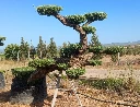 OPMR02T - Olea Europaea Pompón tumbado Ejemplar Malla Metálica