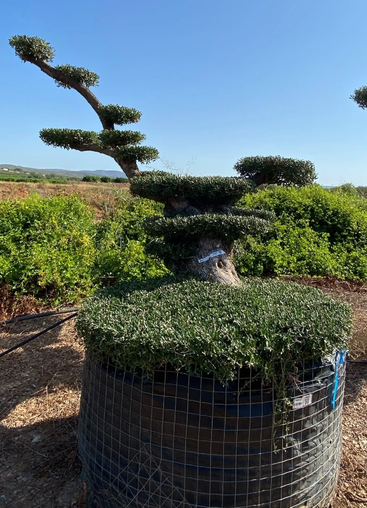 OPMR02T - Olea Europaea Pompón tumbado Ejemplar Malla Metálica