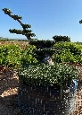 OPMR02T - Olea Europaea Pompón tumbado Ejemplar Malla Metálica
