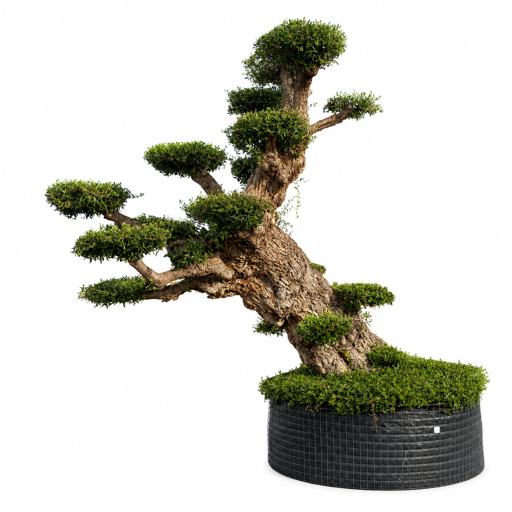 OPMR03T - Olea Europaea Pompón tumbado Ejemplar Malla Metálica (GENERICO [OPMR03T])