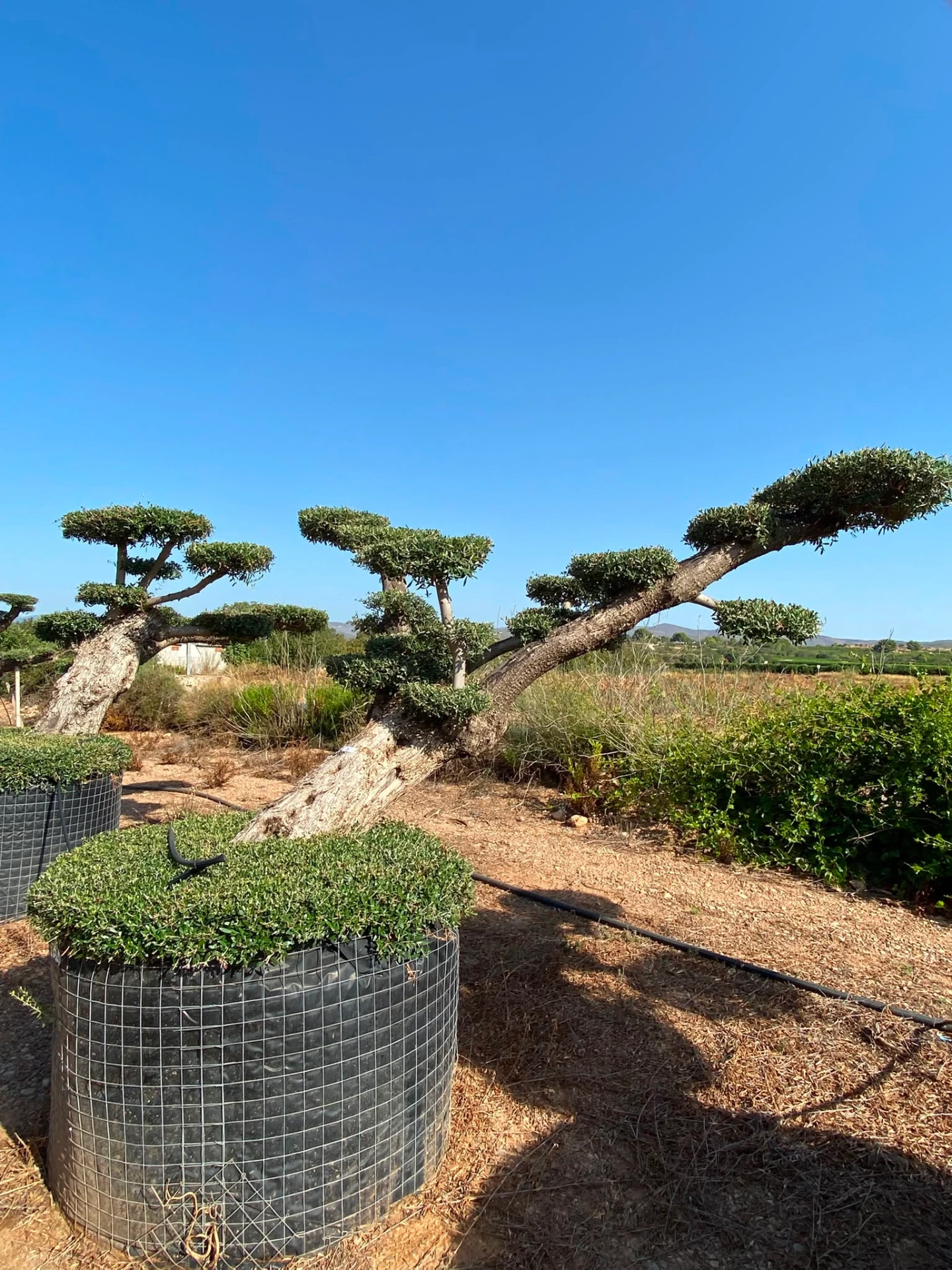 OPMR03T - Olea Europaea Pompón tumbado Ejemplar Malla Metálica