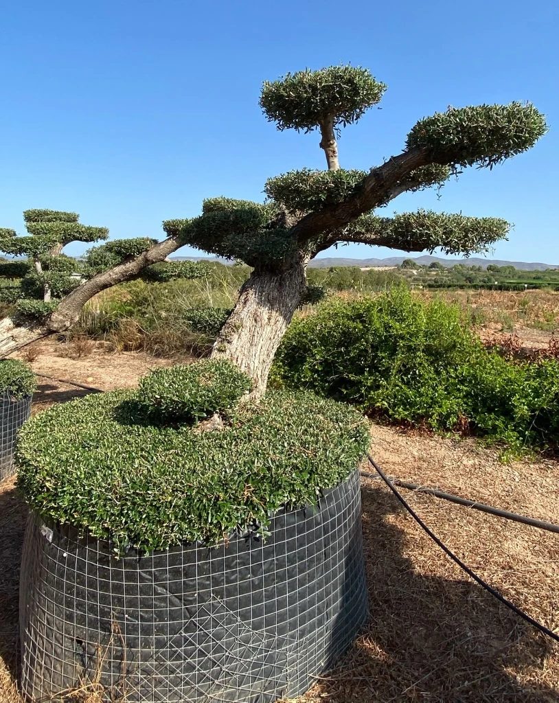 OPMR03T - Olea Europaea Pompón tumbado Ejemplar Malla Metálica