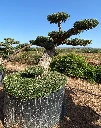 OPMR03T - Olea Europaea Pompón tumbado Ejemplar Malla Metálica