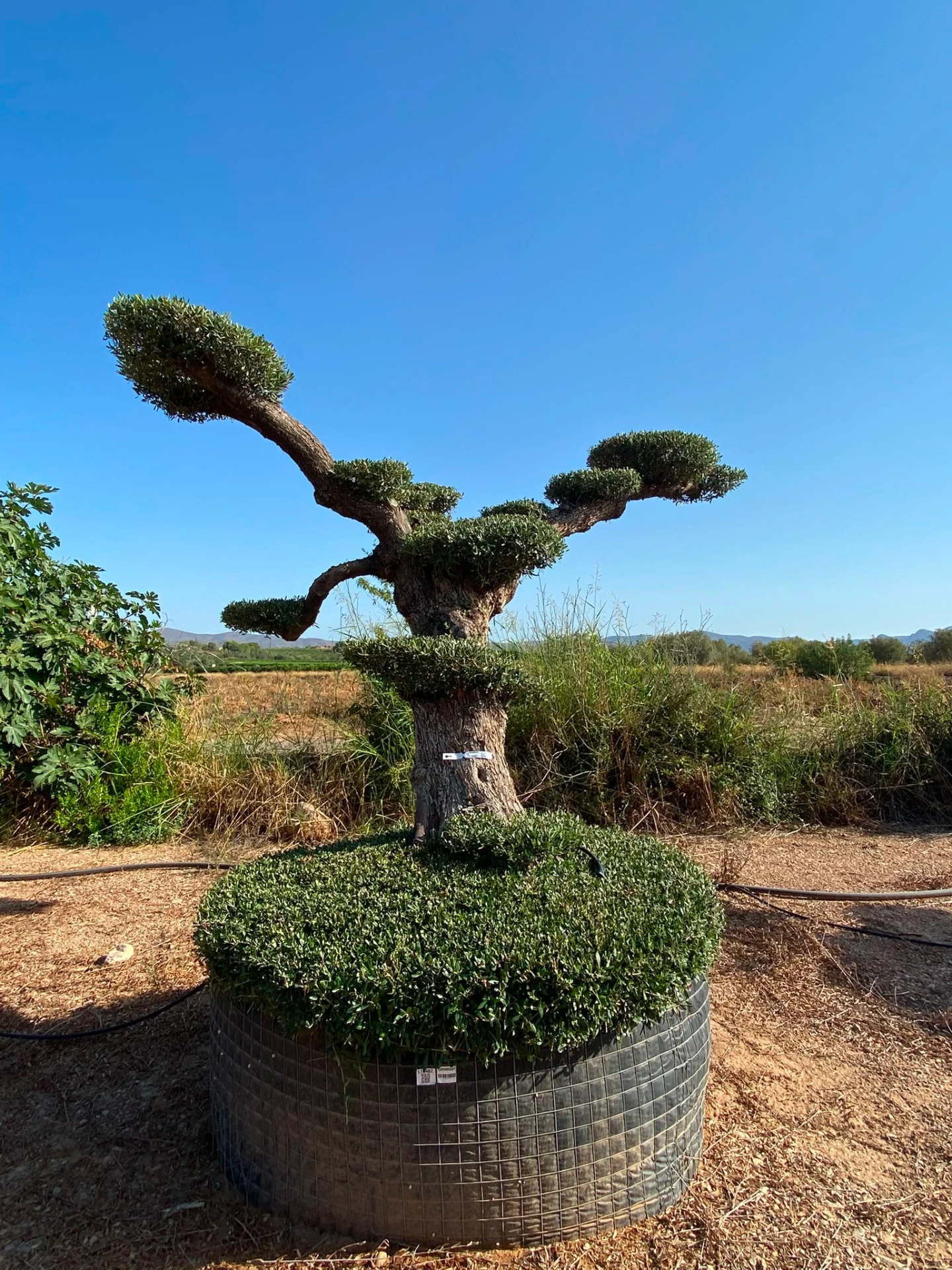 OPMR03T - Olea Europaea Pompón tumbado Ejemplar Malla Metálica
