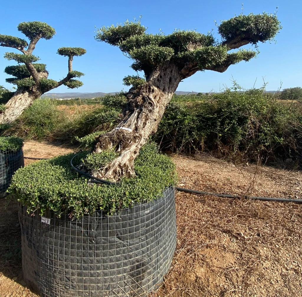 OPMR04T - Olea Europaea Pompón tumbado Ejemplar Malla Metálica