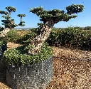 OPMR04T - Olea Europaea Pompón tumbado Ejemplar Malla Metálica