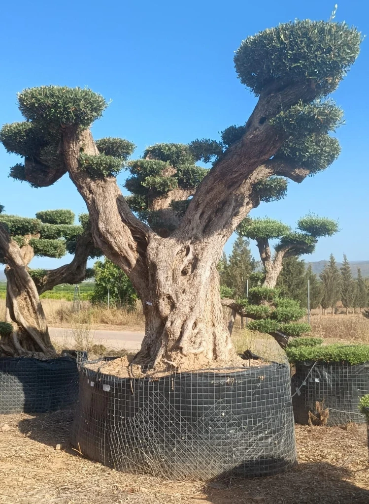 OPR19 - Olea Europaea Pompón ejemplar cent. REF 19 Malla Metálica