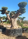 OPR19 - Olea Europaea Pompón ejemplar cent. REF 19 Malla Metálica