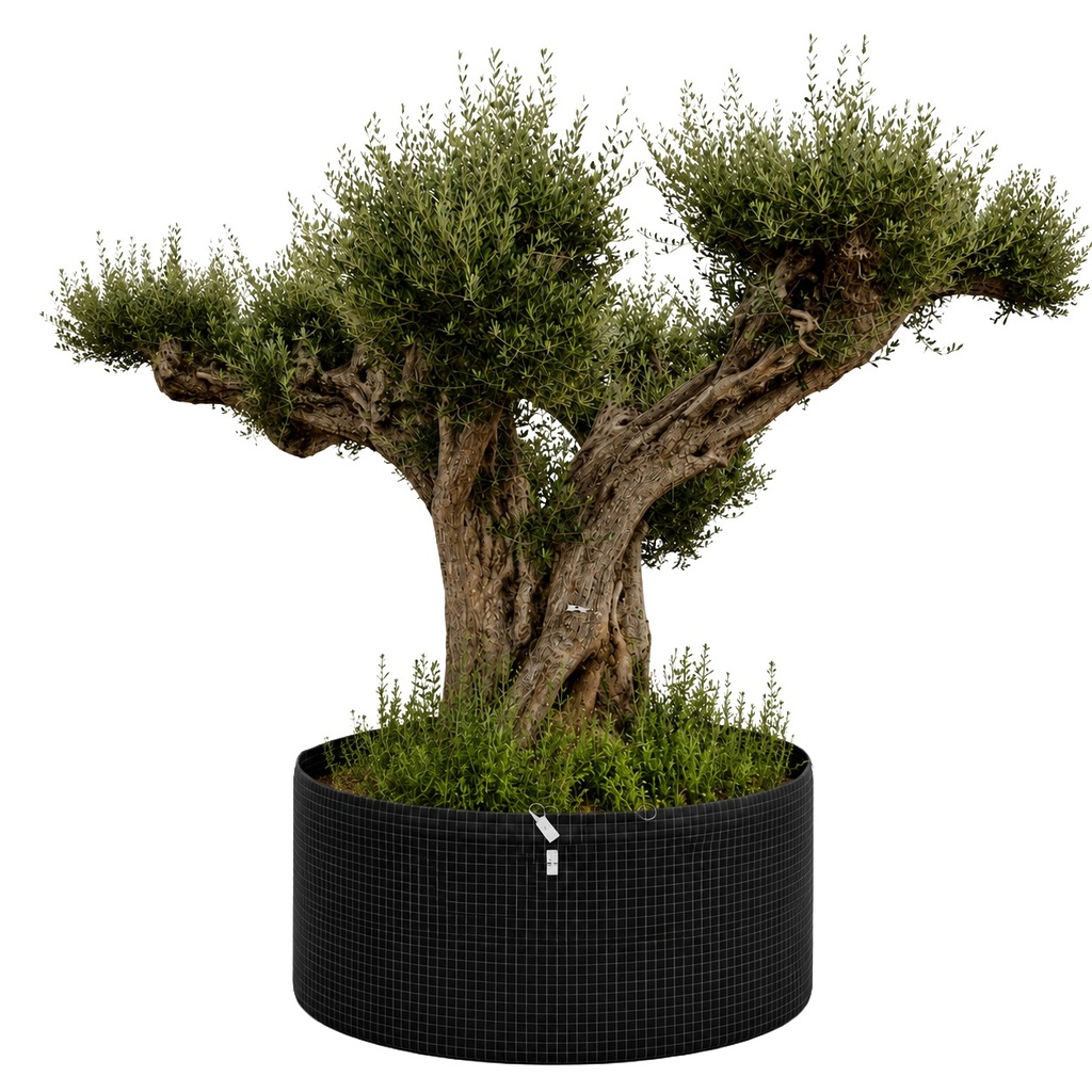 OPR25 - Olea Europaea Pompón ejemplar cent. REF 25 Malla Metálica (GENERICO [OPR25])
