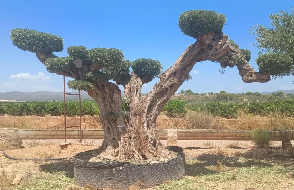 OPR25 - Olea Europaea Pompón ejemplar cent. REF 25 Malla Metálica