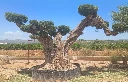OPR25 - Olea Europaea Pompón ejemplar cent. REF 25 Malla Metálica