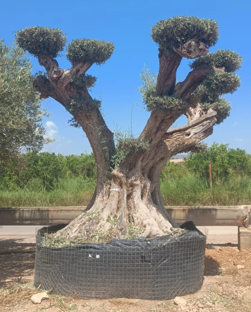 OPR28 - Olea Europaea Pompón ejemplar cent. REF 28 Malla Metálica