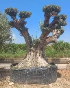 OPR28 - Olea Europaea Pompón ejemplar cent. REF 28 Malla Metálica