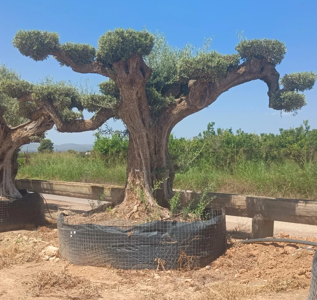 OPR30 - Olea Europaea Pompón ejemplar cent. REF 30 Malla Metálica