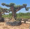 OPR30 - Olea Europaea Pompón ejemplar cent. REF 30 Malla Metálica