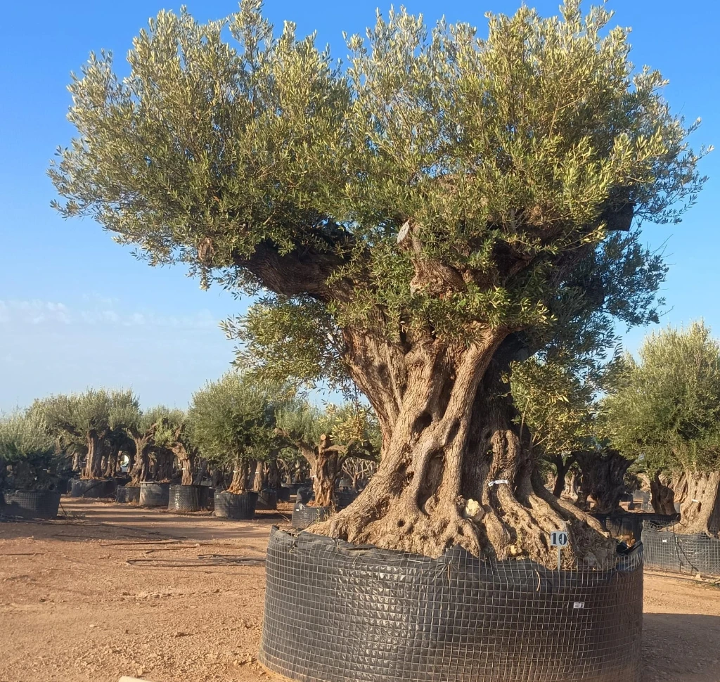 OLEA REF50 - Olea Europaea Gran Centenario