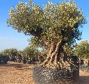 OLEA REF50 - Olea Europaea Gran Centenario