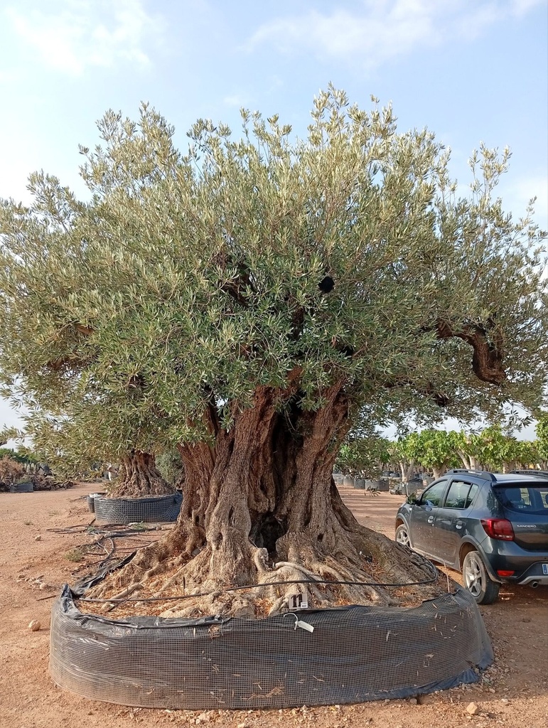 OLEA REF50 - Olea Europaea Gran Centenario