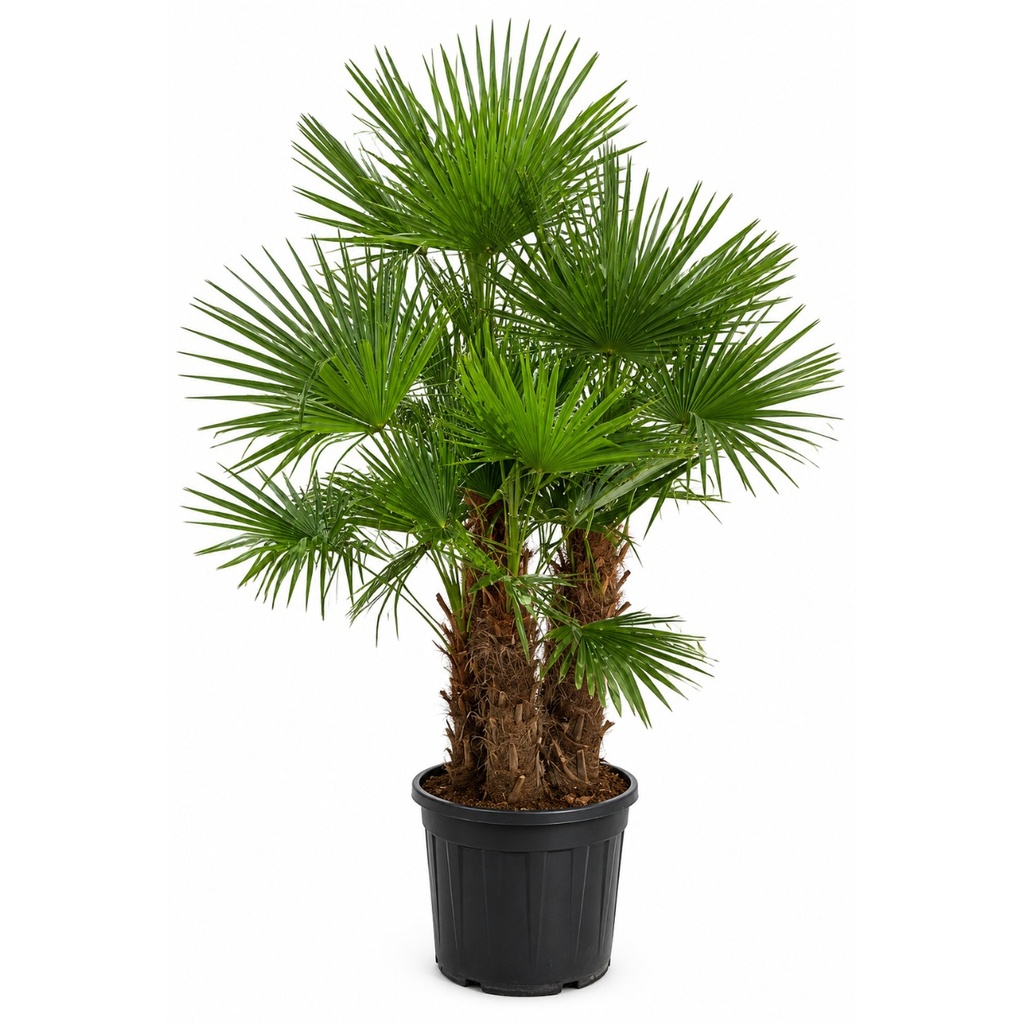 TF110 PROMO - Trachycarpus Fortunei 1 o varios troncos Promoción