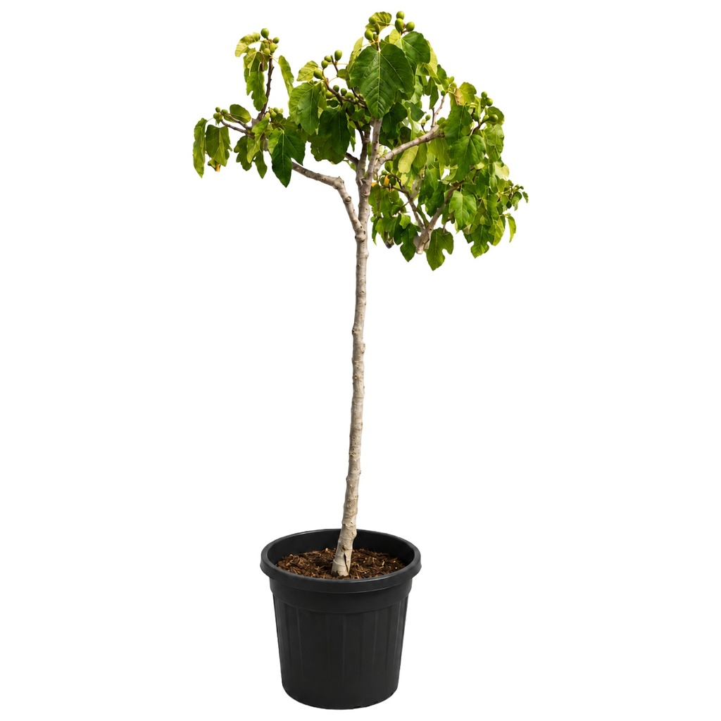 [FC10LB] FC10LB - Ficus Carica Goutte miel blanca