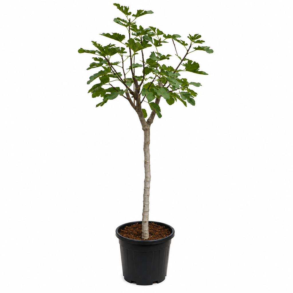 [FC25LN] FC25LN - Ficus Carica Napolitana Negra