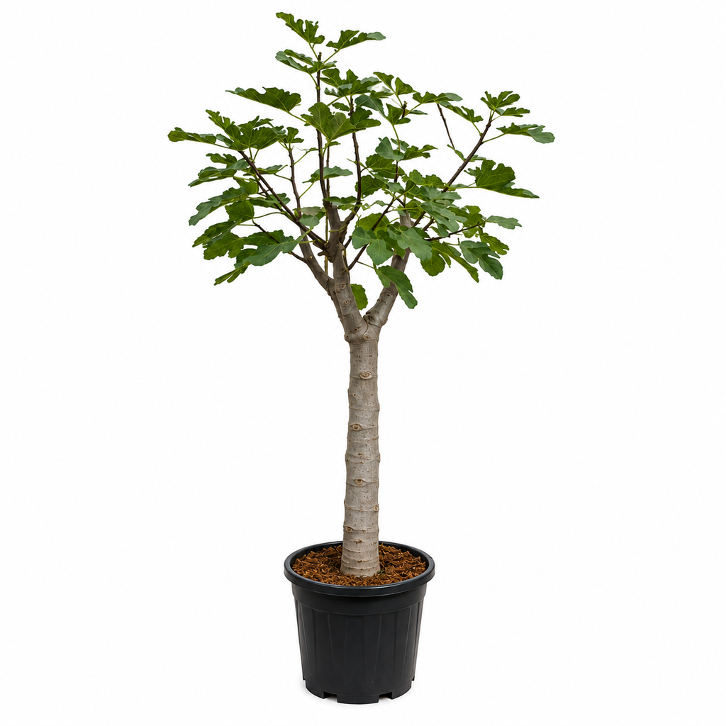 FC35LN - Ficus Carica Napolitana Negra