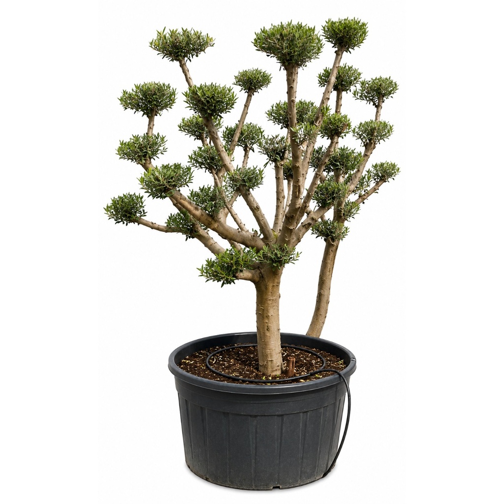 [OFP130] OFP130 - Olea Europaea Pompón platos