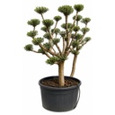 OFP130 - Olea Europaea Pompón platos