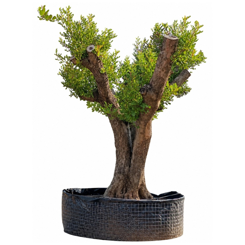 CSR02 - Ceratonia Siliqua REF2 (GENERICO [CSR02])