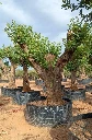 CSR02 - Ceratonia Siliqua REF2