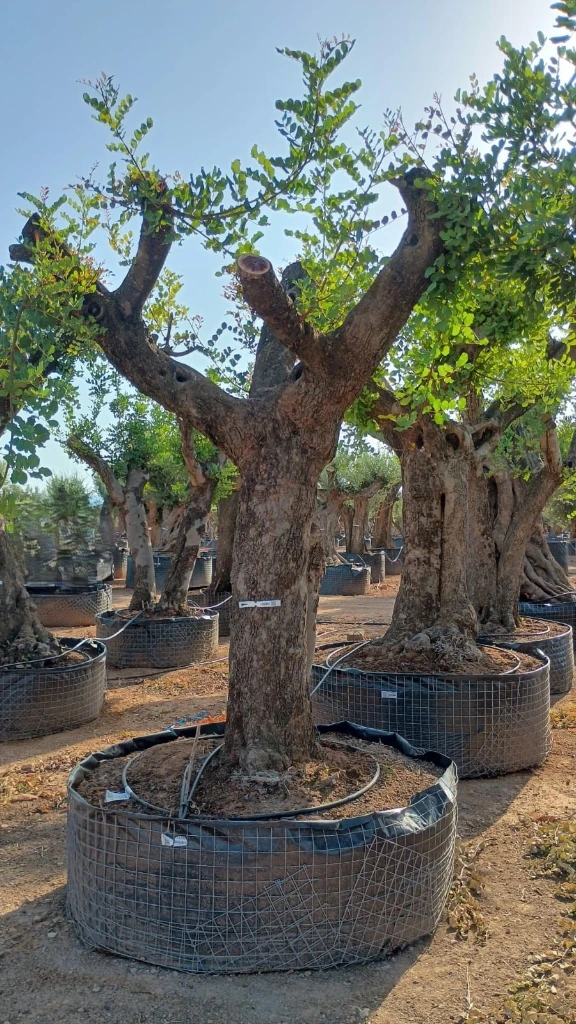 CS100 - Ceratonia Siliqua