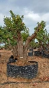 CSR01- Ceratonia Siliqua REF1