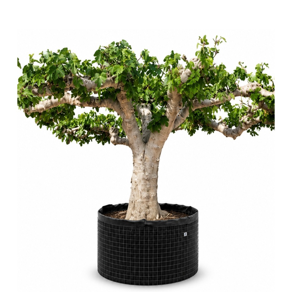 FCR03 - Ficus Carica Ejemplar Napolitana Negra Malla Metálica (GENERICO [FCR03])