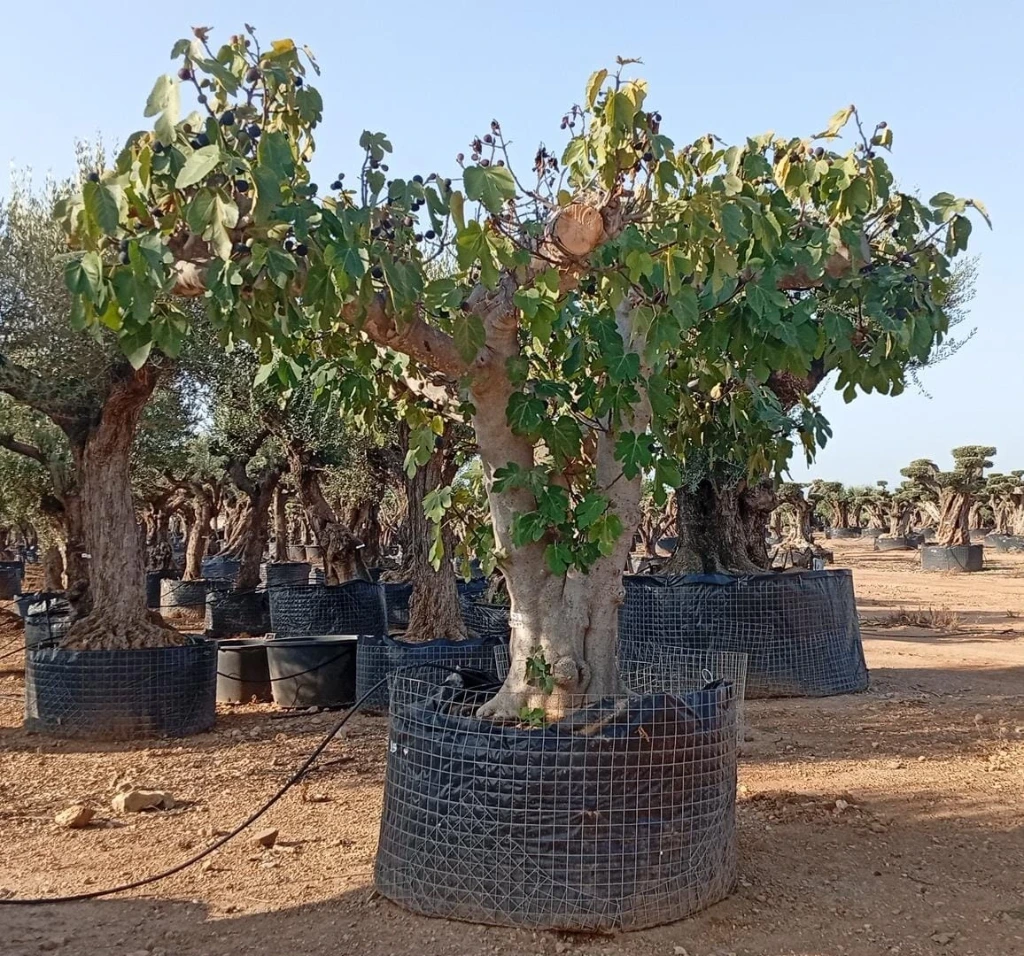 FCR03 - Ficus Carica Ejemplar Napolitana Negra Malla Metálica