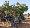FCR03 - Ficus Carica Ejemplar Napolitana Negra Malla Metálica