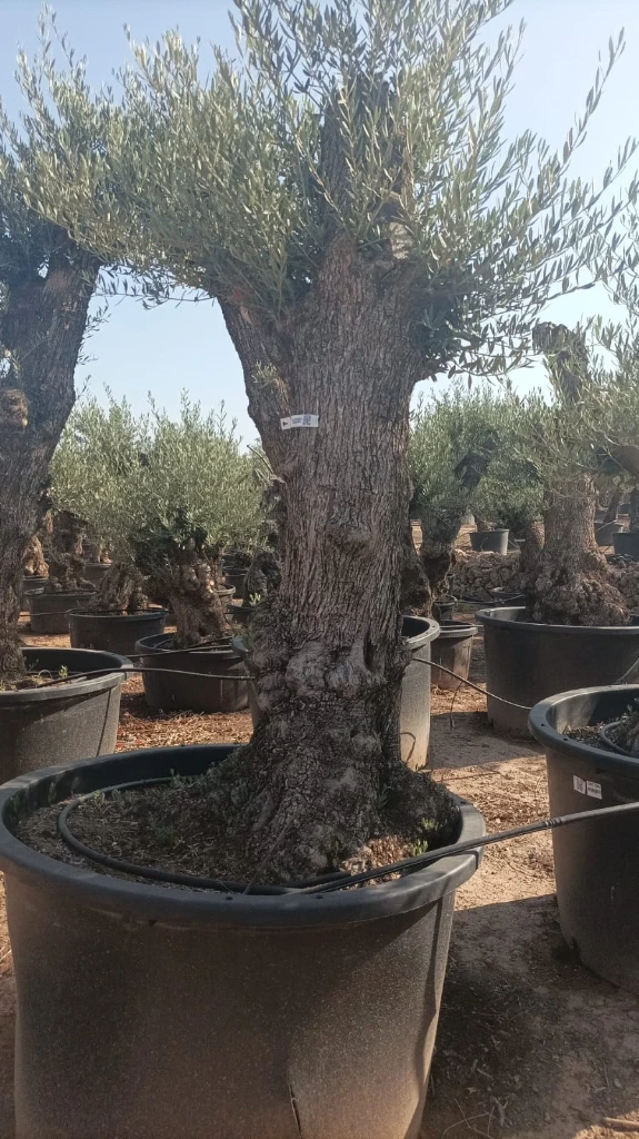 OBC80 - Olea Europaea Olivo Bonsái