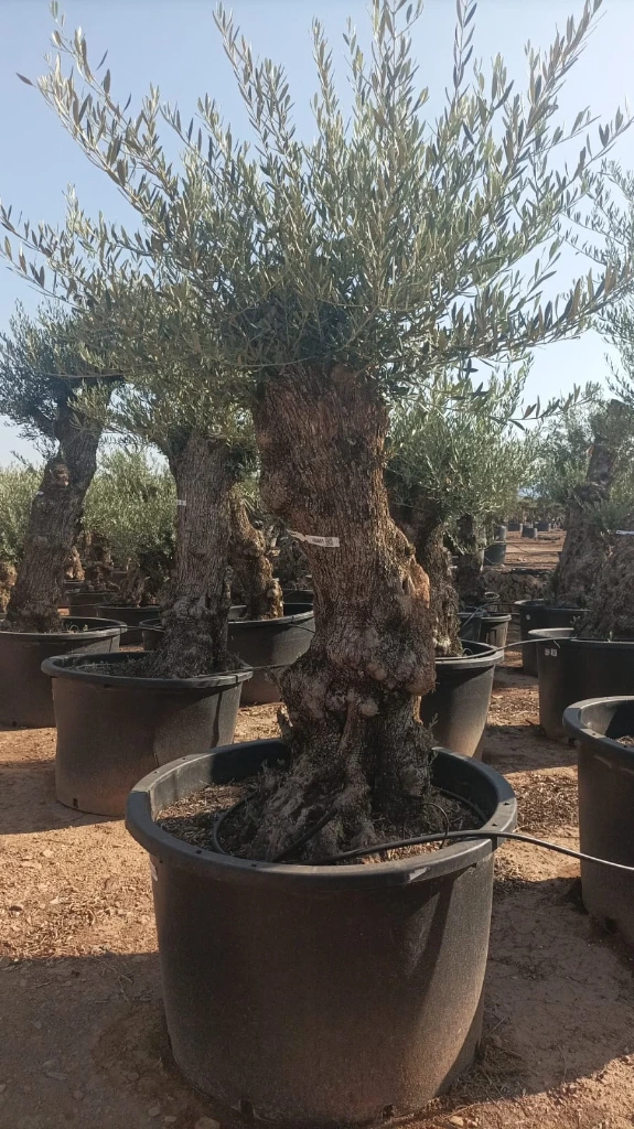 OBC80 - Olea Europaea Olivo Bonsái
