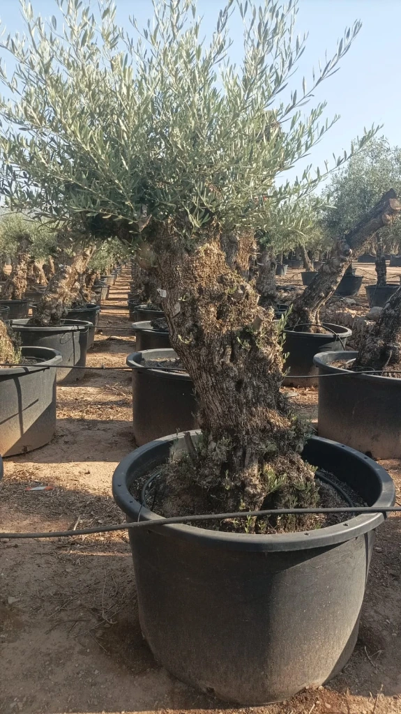OBC80 - Olea Europaea Olivo Bonsái