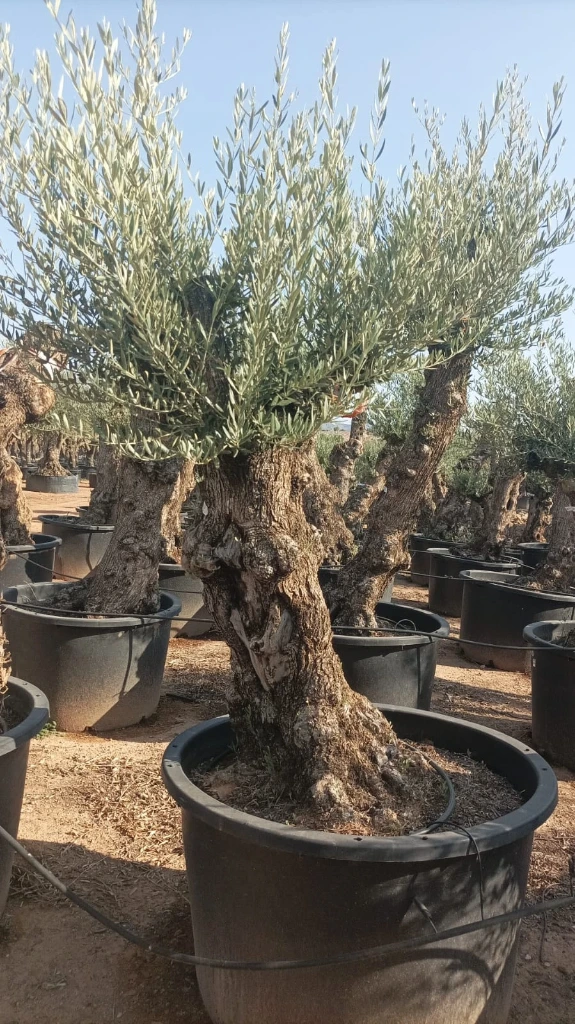 OBC80 - Olea Europaea Olivo Bonsái