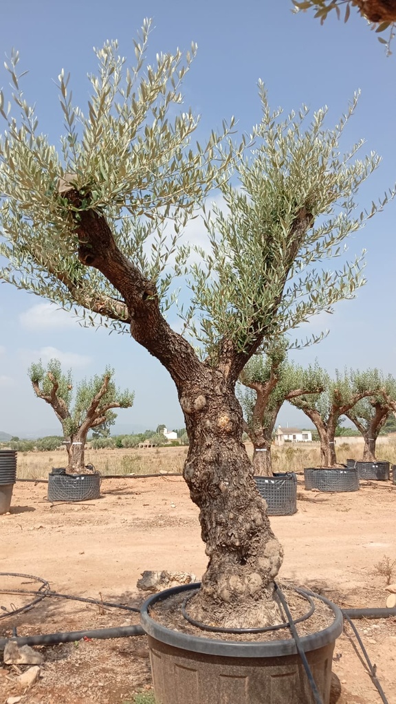 OBT80 - Olea Europaea Olivo Bonsái Terrina