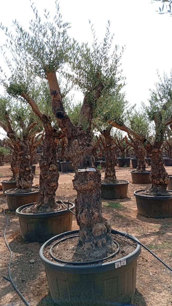 OBT80 - Olea Europaea Olivo Bonsái Terrina