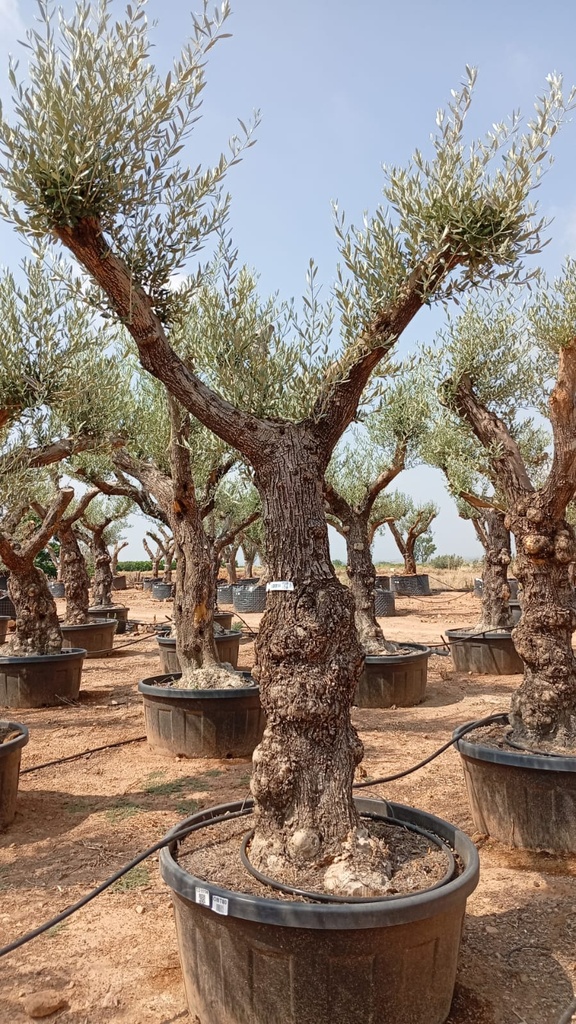 OBT80 - Olea Europaea Olivo Bonsái Terrina