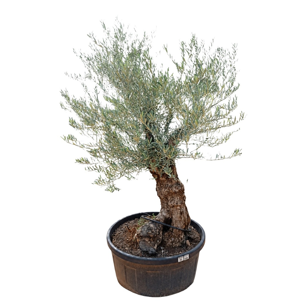 OBT80 - Olea Europaea Olivo Bonsái Terrina