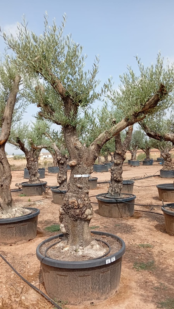 OBT80 - Olea Europaea Olivo Bonsái Terrina