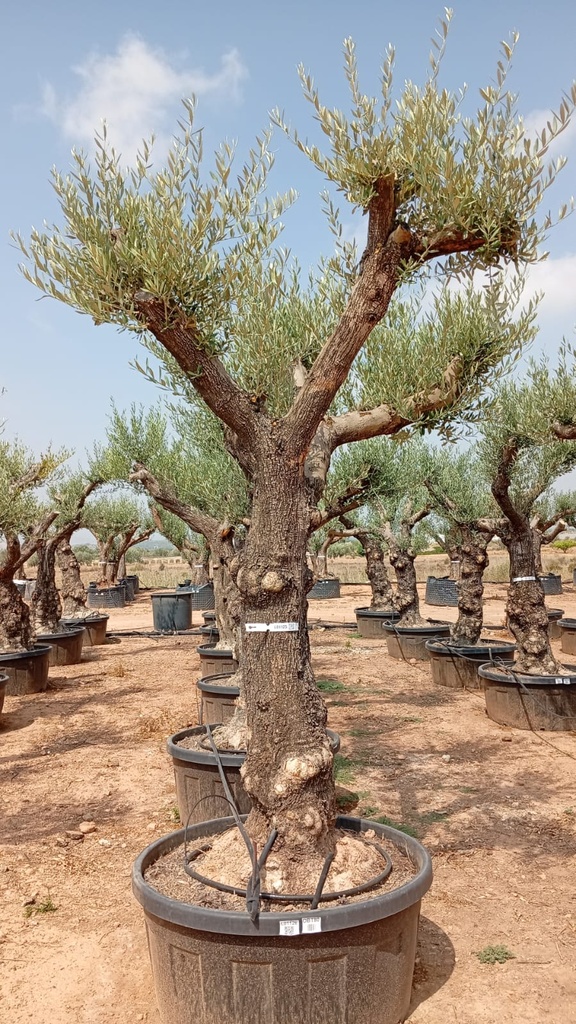 OBT80 - Olea Europaea Olivo Bonsái Terrina