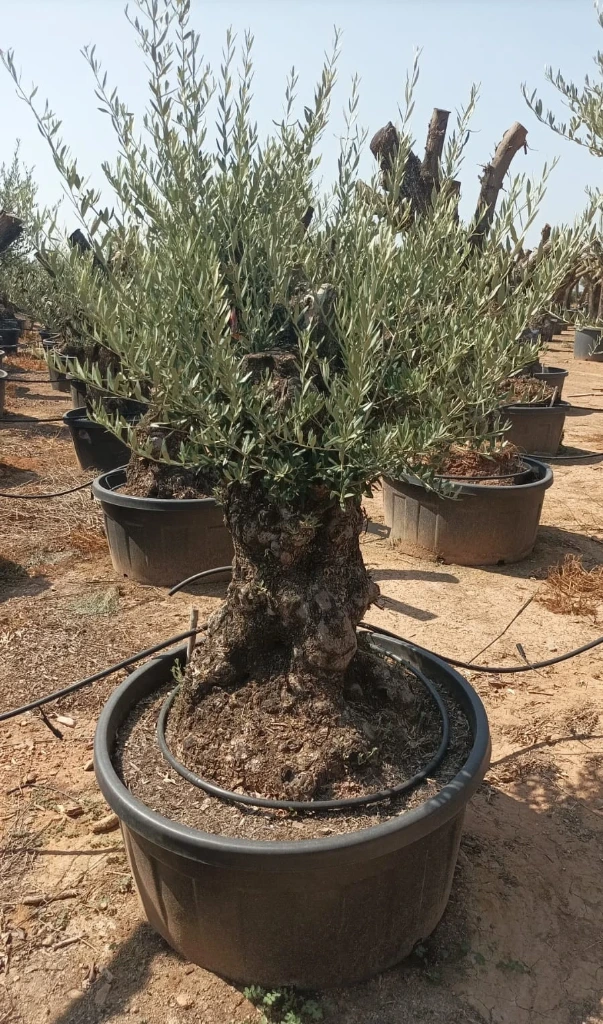 OBT80 - Olea Europaea Olivo Bonsái Terrina