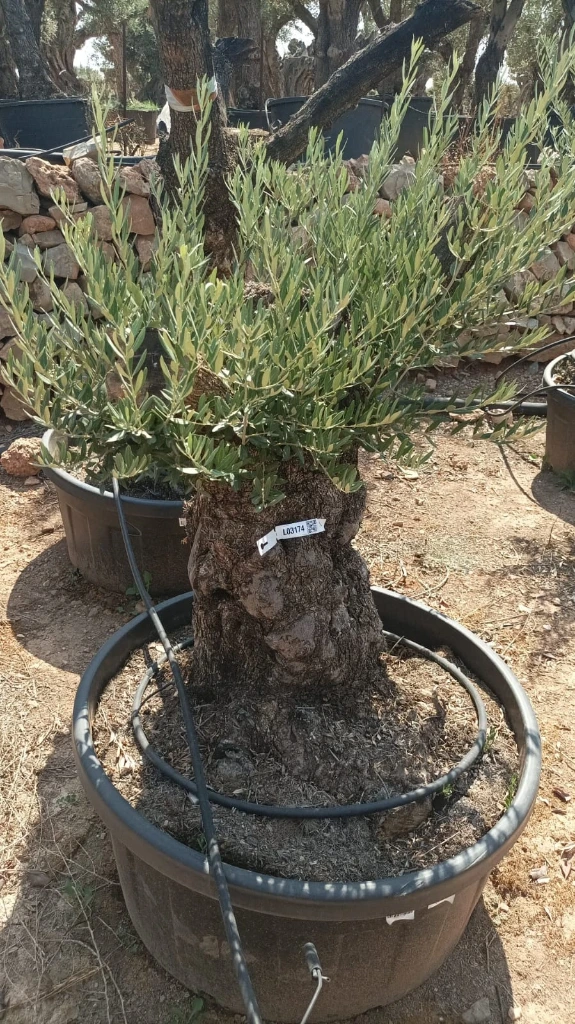 OBT80 - Olea Europaea Olivo Bonsái Terrina
