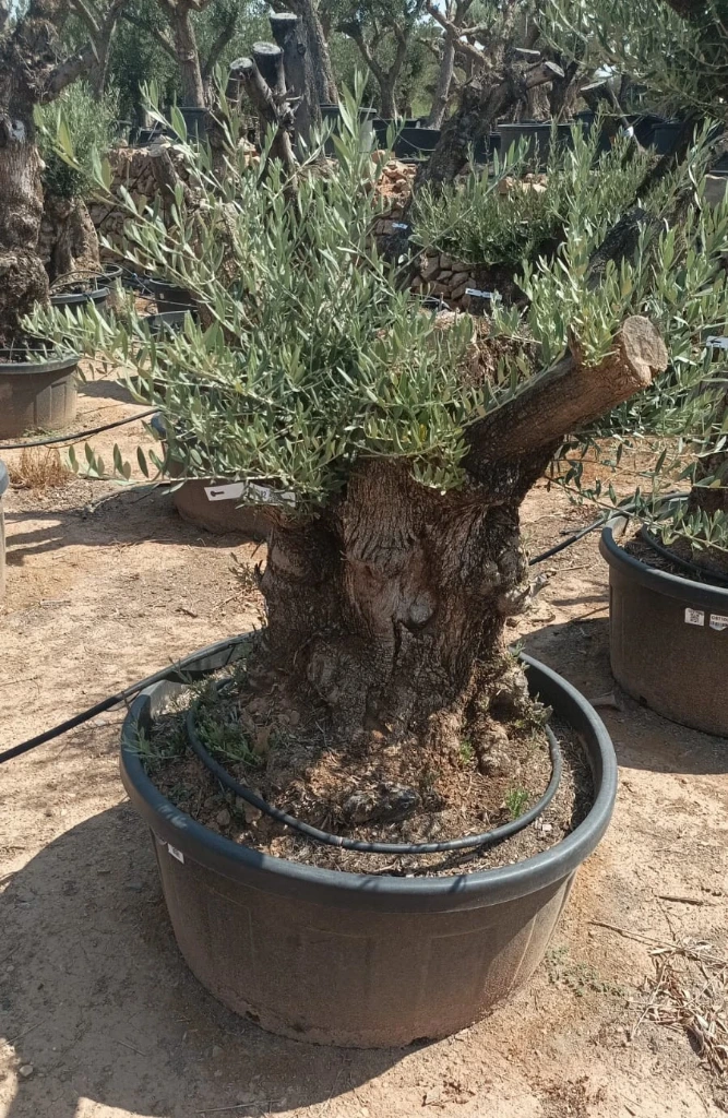 OBT80 - Olea Europaea Olivo Bonsái Terrina