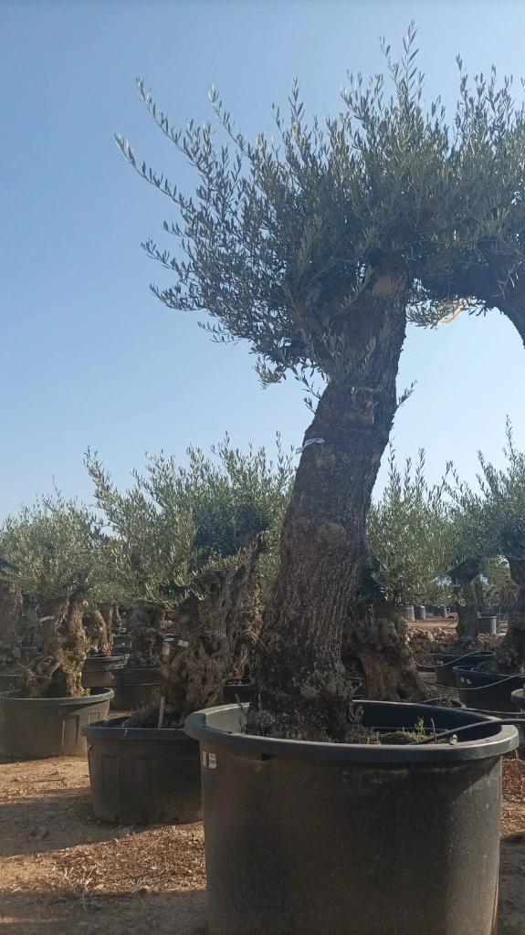 OBCA80 - Olea Europaea Olivo Bonsái Alto