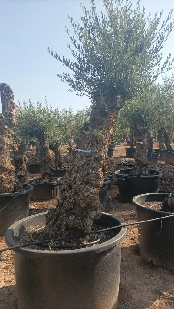 OBCA80 - Olea Europaea Olivo Bonsái Alto